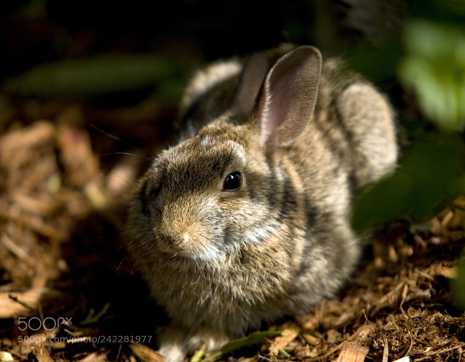 Canon EOS 5D sample photo. Backyard visitor photography