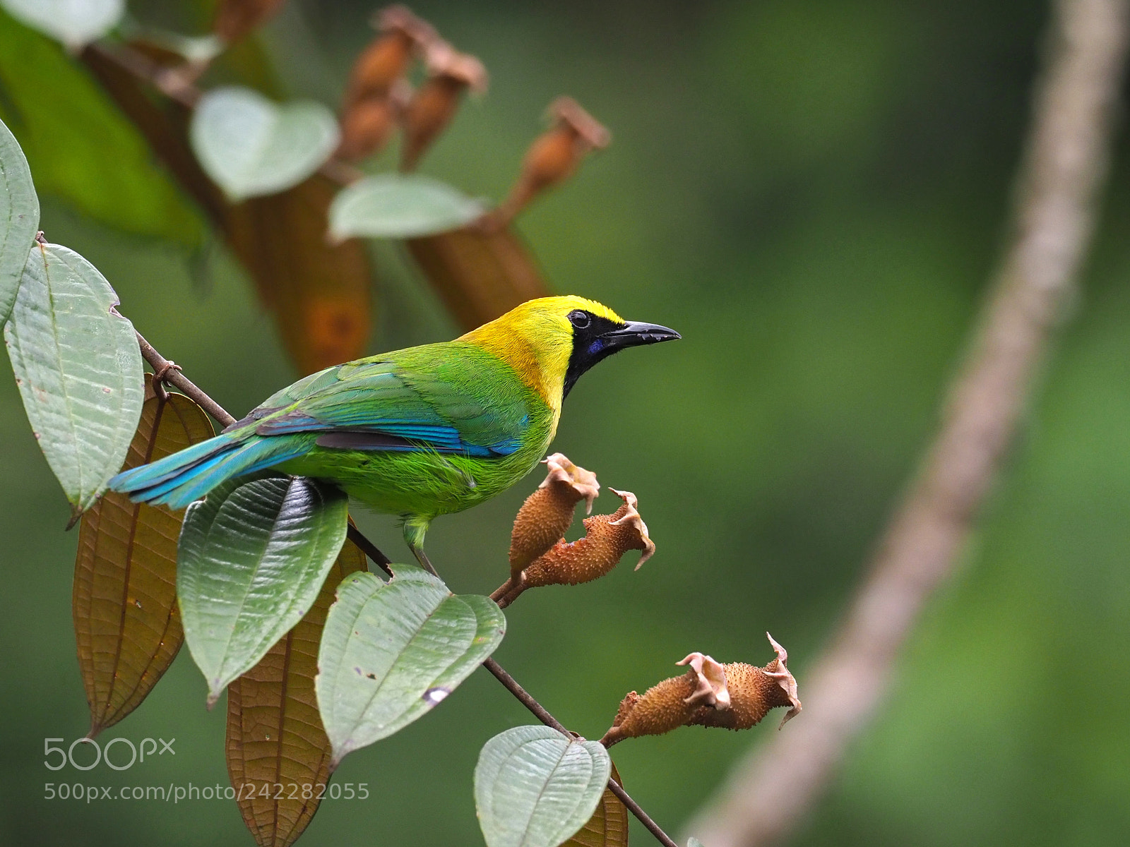 Olympus OM-D E-M1 Mark II sample photo. Blue-winged leafbird photography