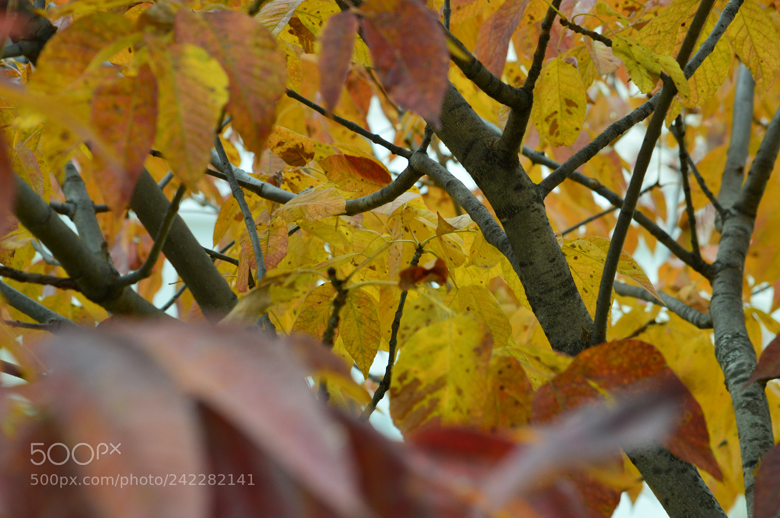 Nikon D3200 sample photo. Fall photography