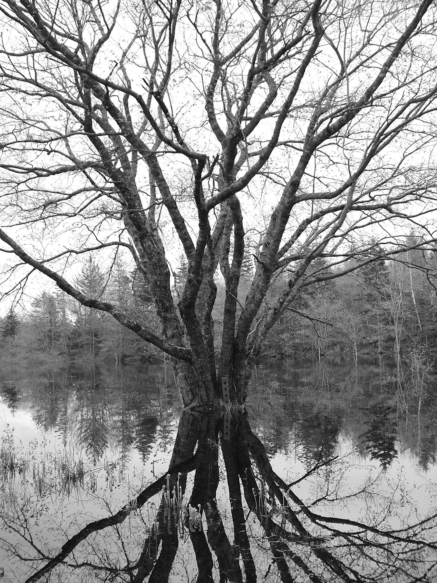 Fujifilm FinePix S7000 sample photo. Flooded bay photography