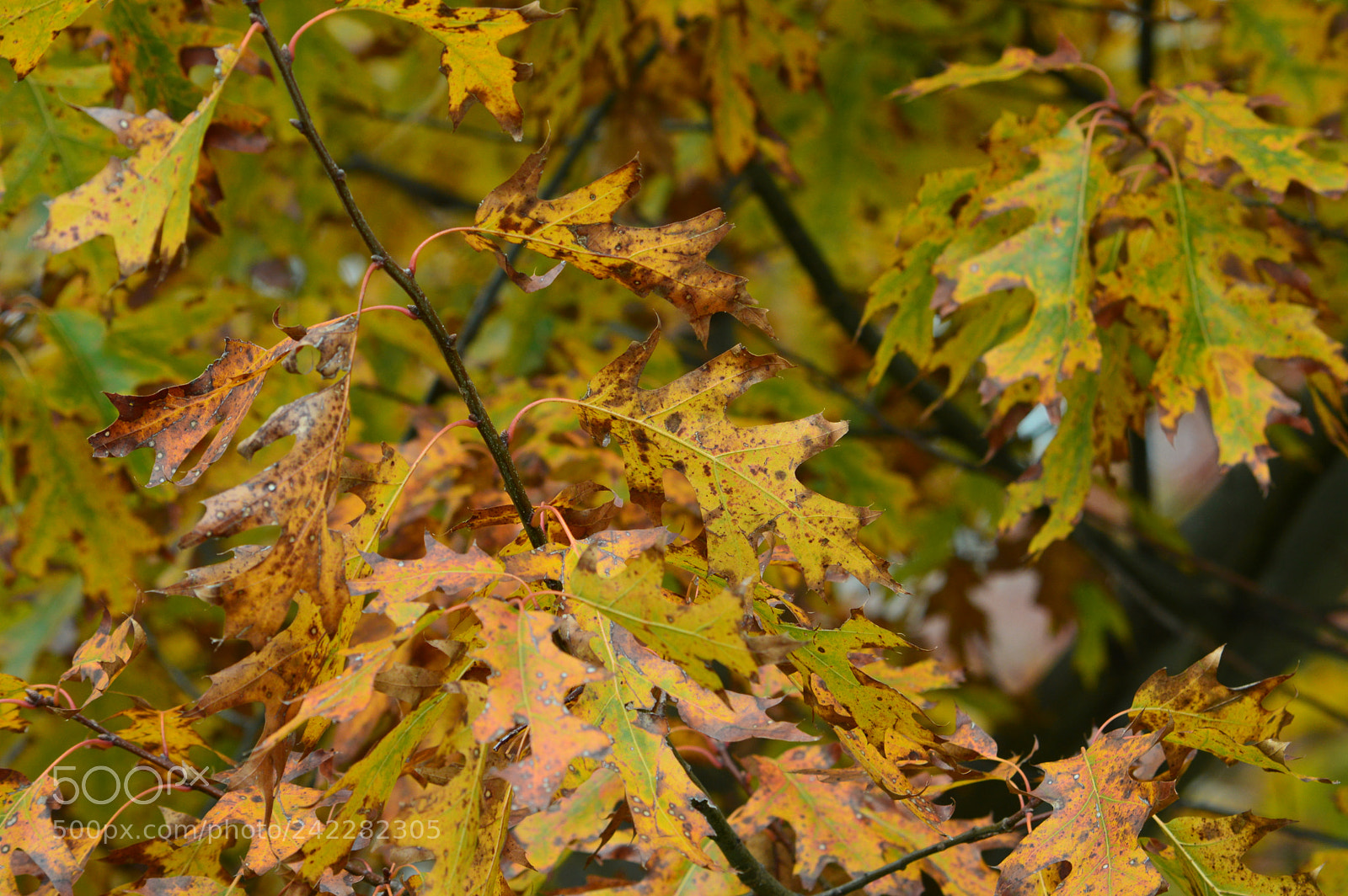Nikon D3200 sample photo. Fall colors photography