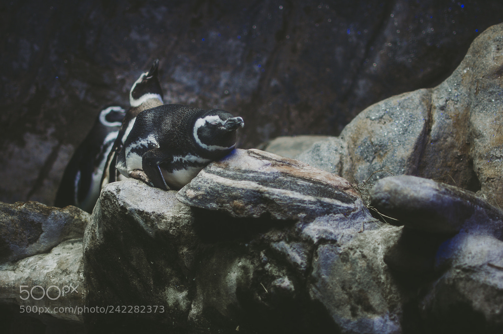 Nikon D7200 sample photo. Ubatuba photography
