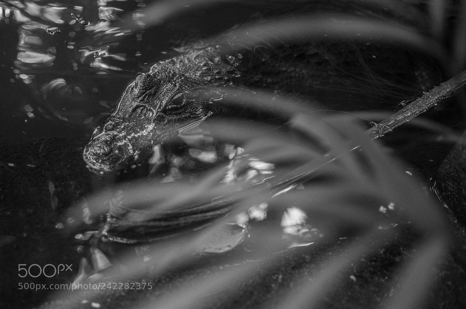 Nikon D7200 sample photo. Ubatuba photography