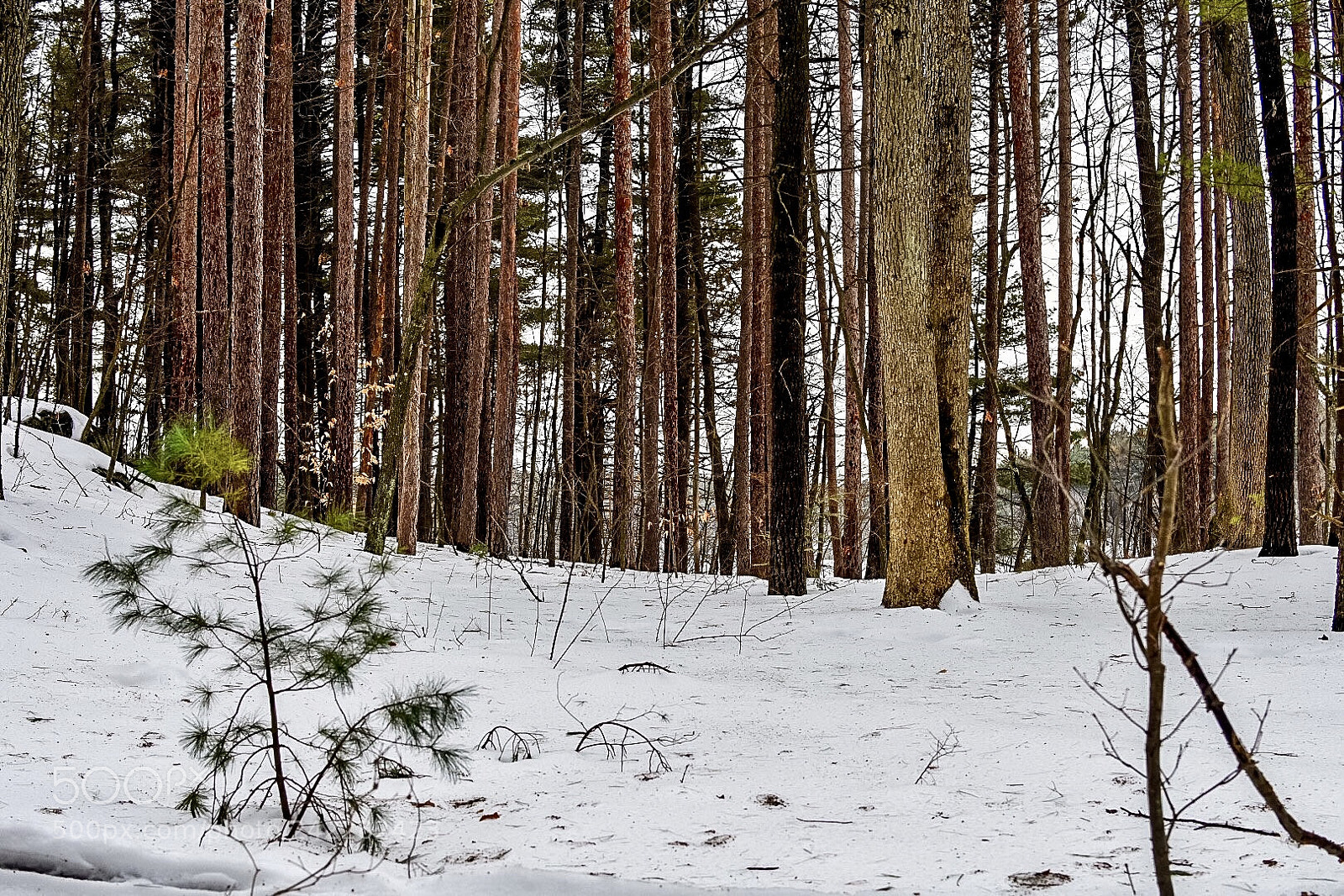Nikon D7200 sample photo. Not like the others photography