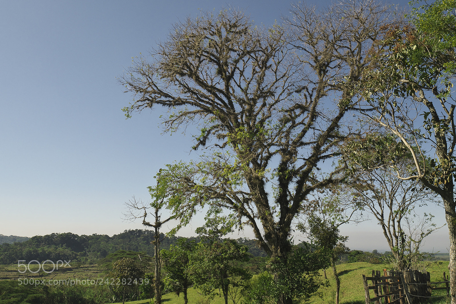 Panasonic Lumix DMC-G7 sample photo. Un arbol peludo photography