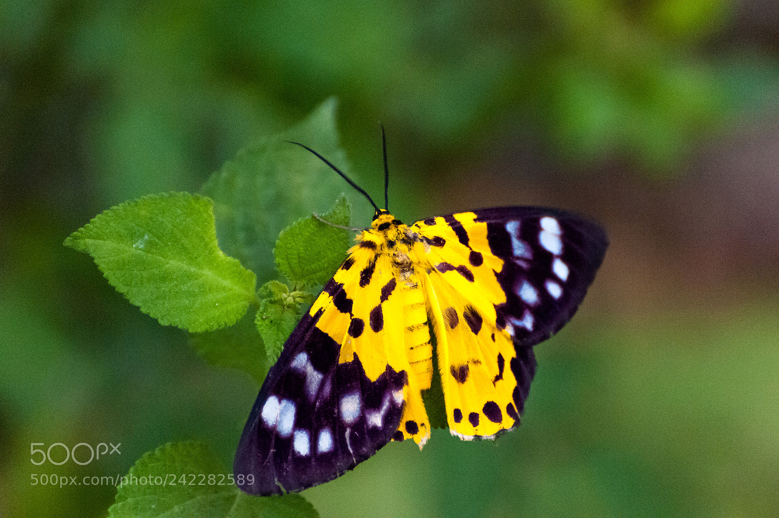 Nikon D300S sample photo. *** photography