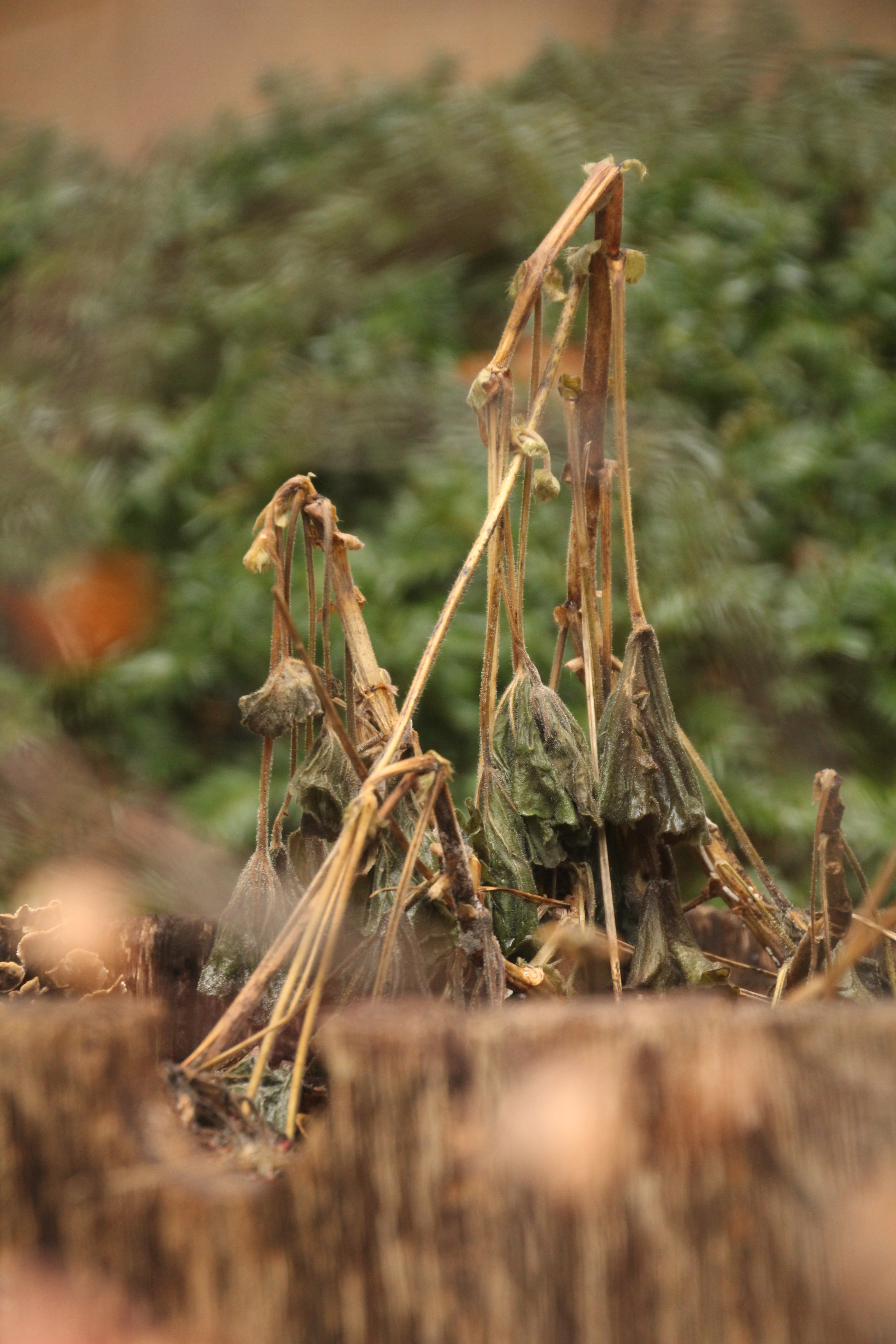 Canon EOS 1200D (EOS Rebel T5 / EOS Kiss X70 / EOS Hi) sample photo. Abandoned flower pot. 被遺棄的花盆。 maceta abandonada photography