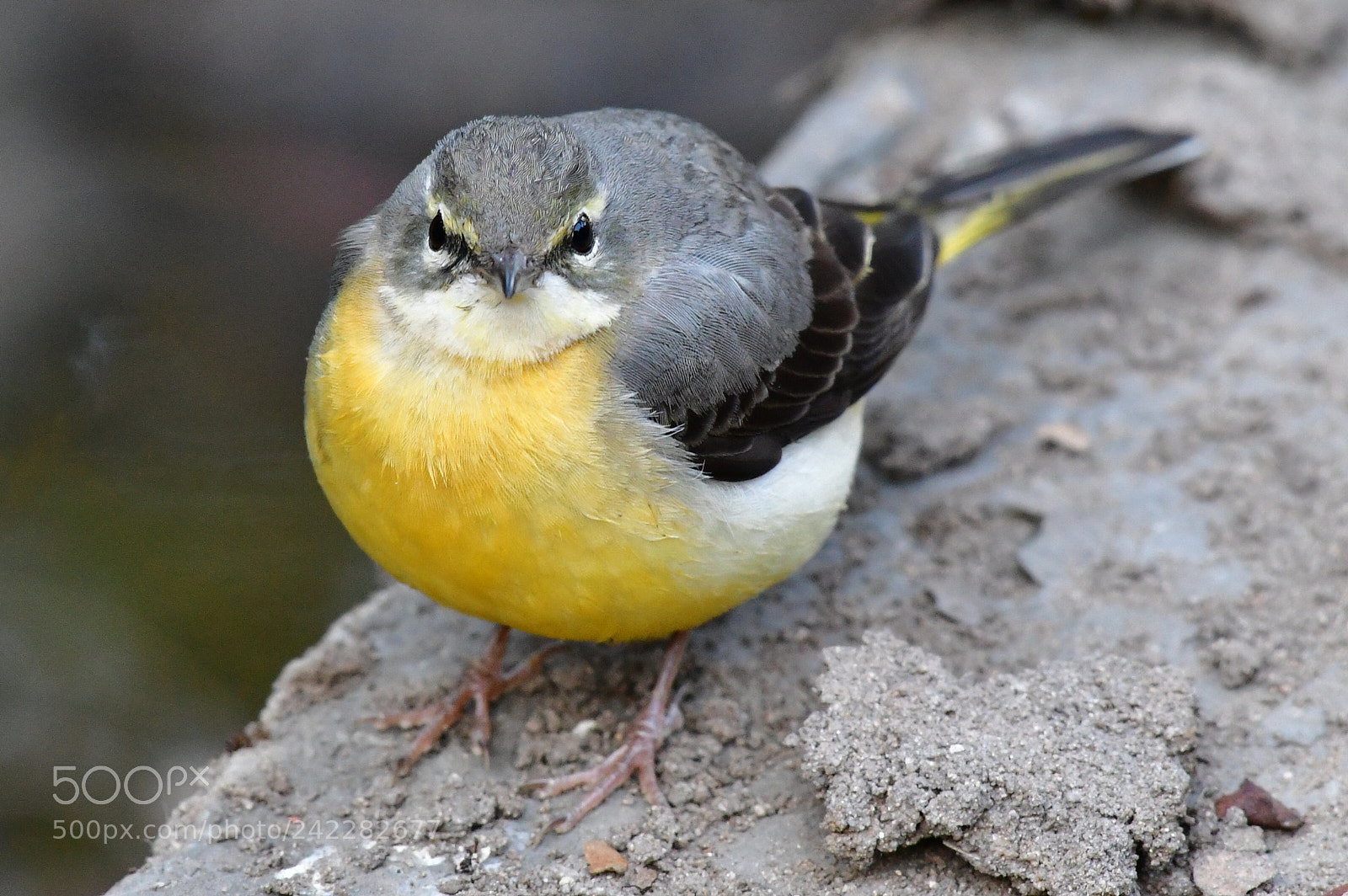 Nikon AF-S Nikkor 200-500mm F5.6E ED VR sample photo. Grey wagtail photography