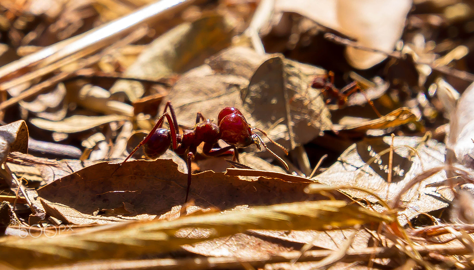 Sony Alpha NEX-C3 sample photo. Acromyrmex sp. photography