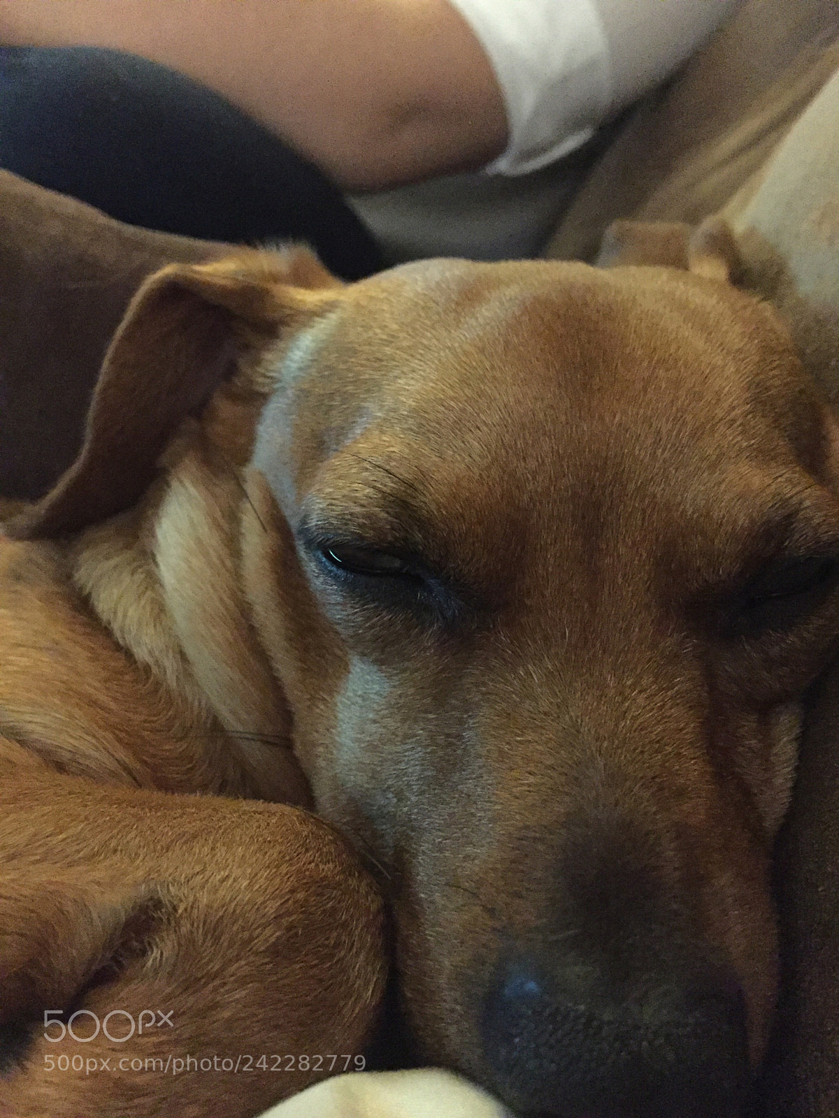 Apple iPhone 6 sample photo. Mophie photography