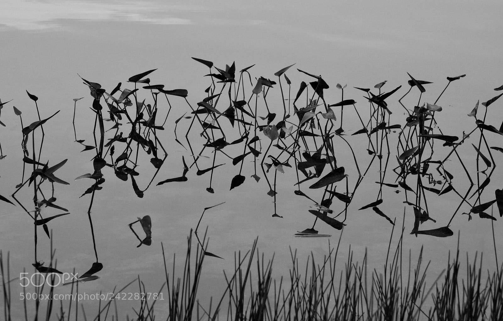Canon EOS 40D sample photo. Duck weeds in pond photography