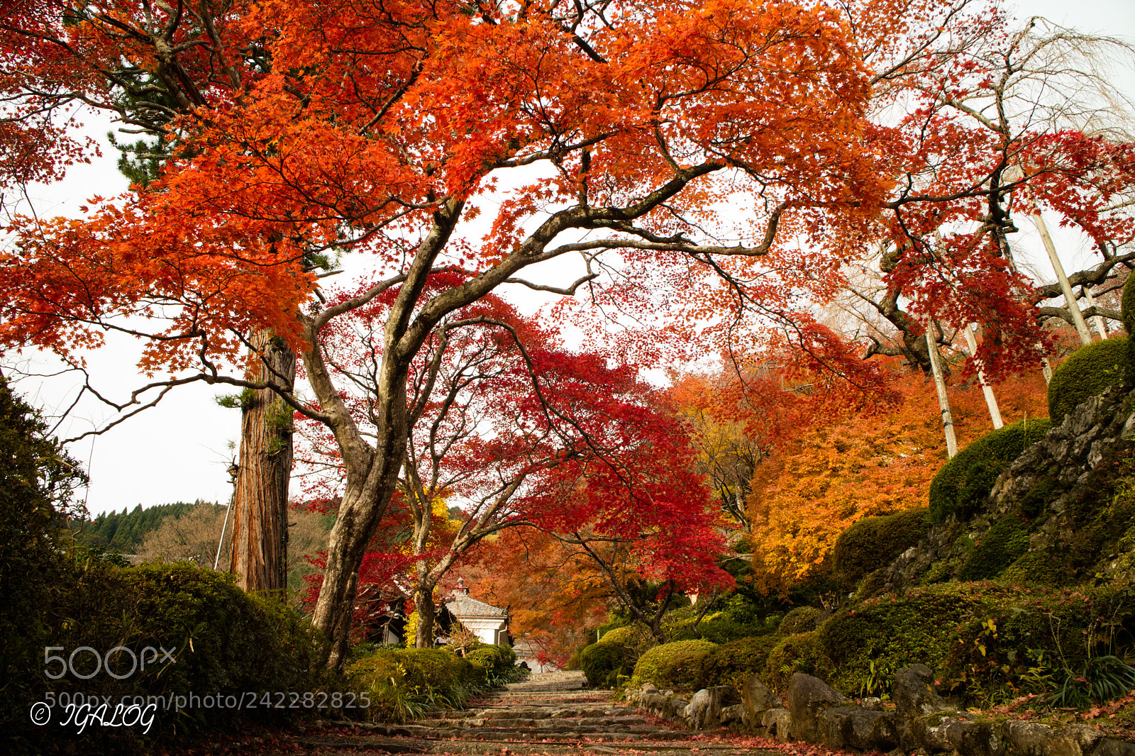 Canon EOS M3 sample photo. Autumn road photography