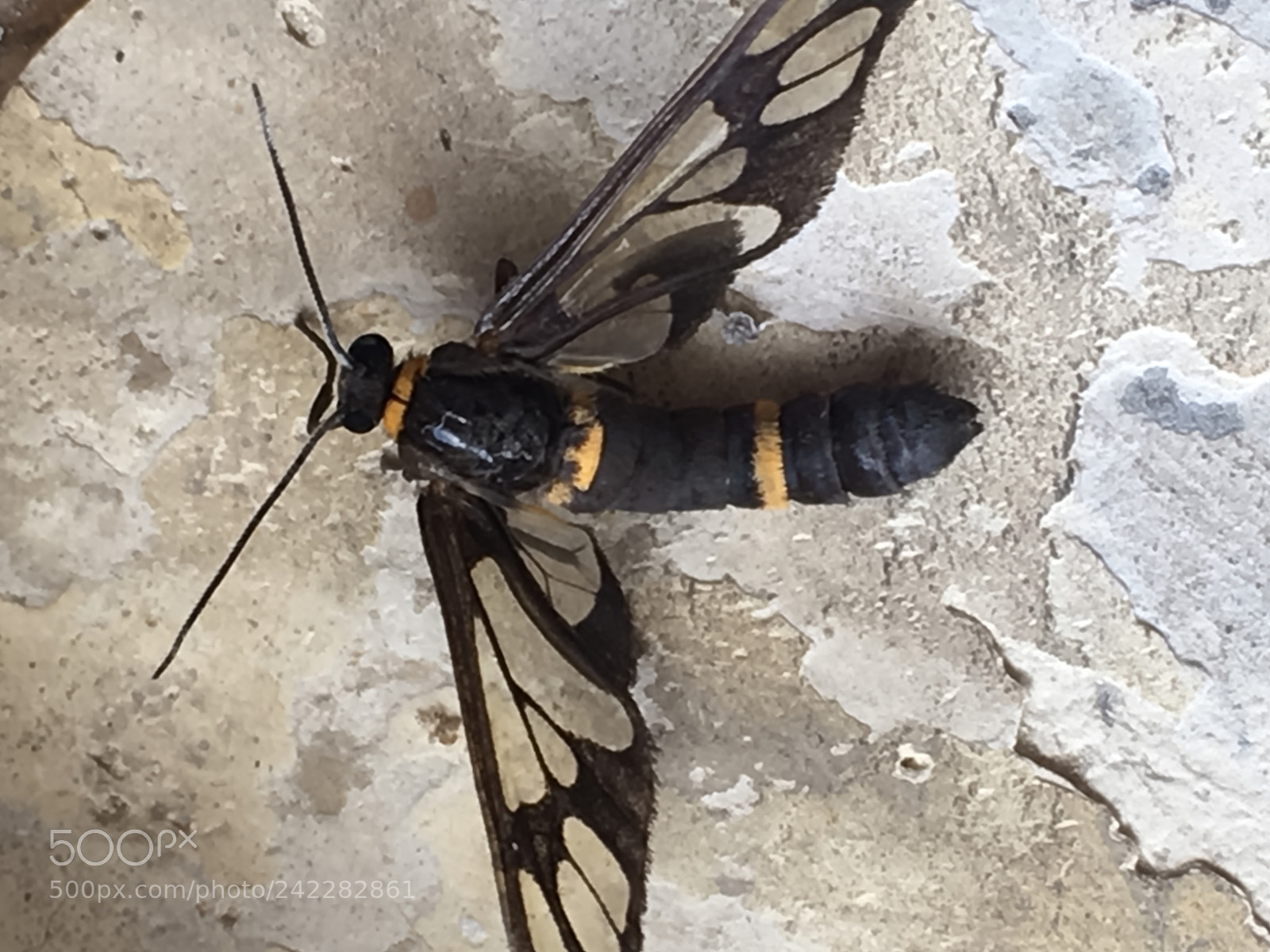 Apple iPhone SE sample photo. Butterfly photography
