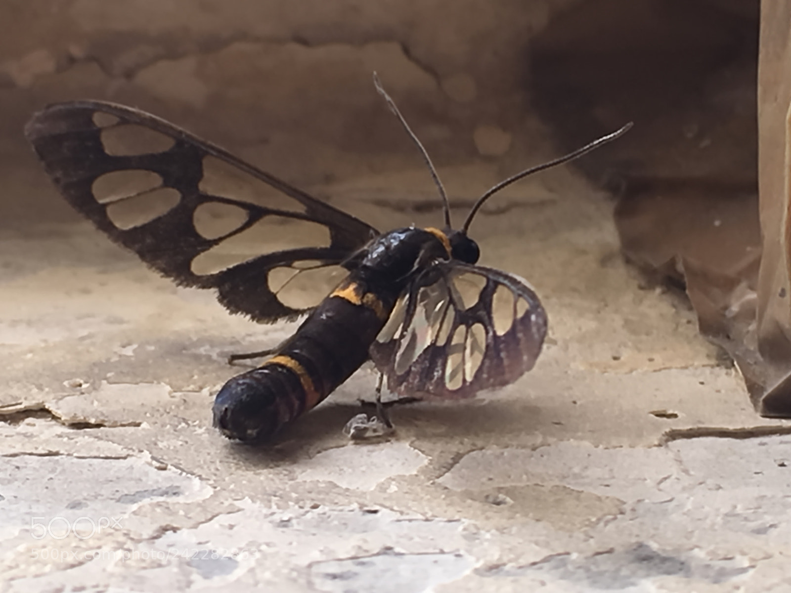 Apple iPhone SE sample photo. Butterfly photography