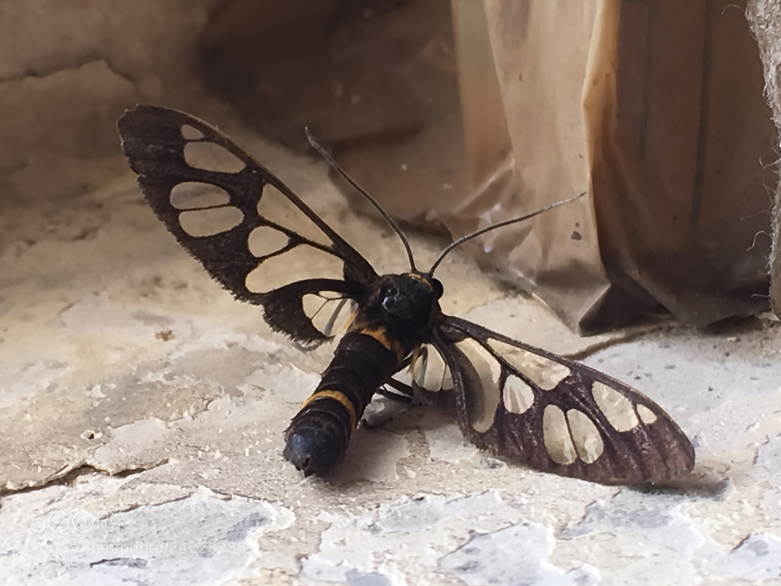 Apple iPhone SE sample photo. Butterfly photography