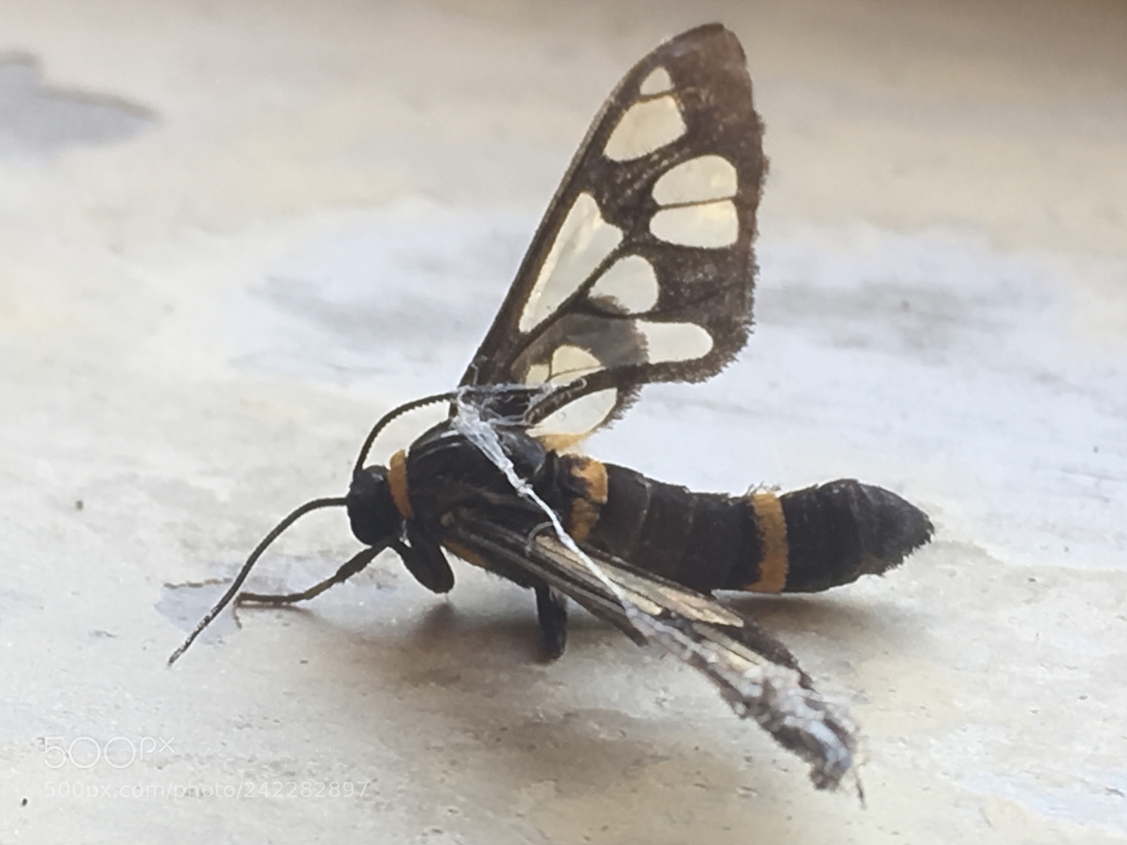 Apple iPhone SE sample photo. Butterfly photography