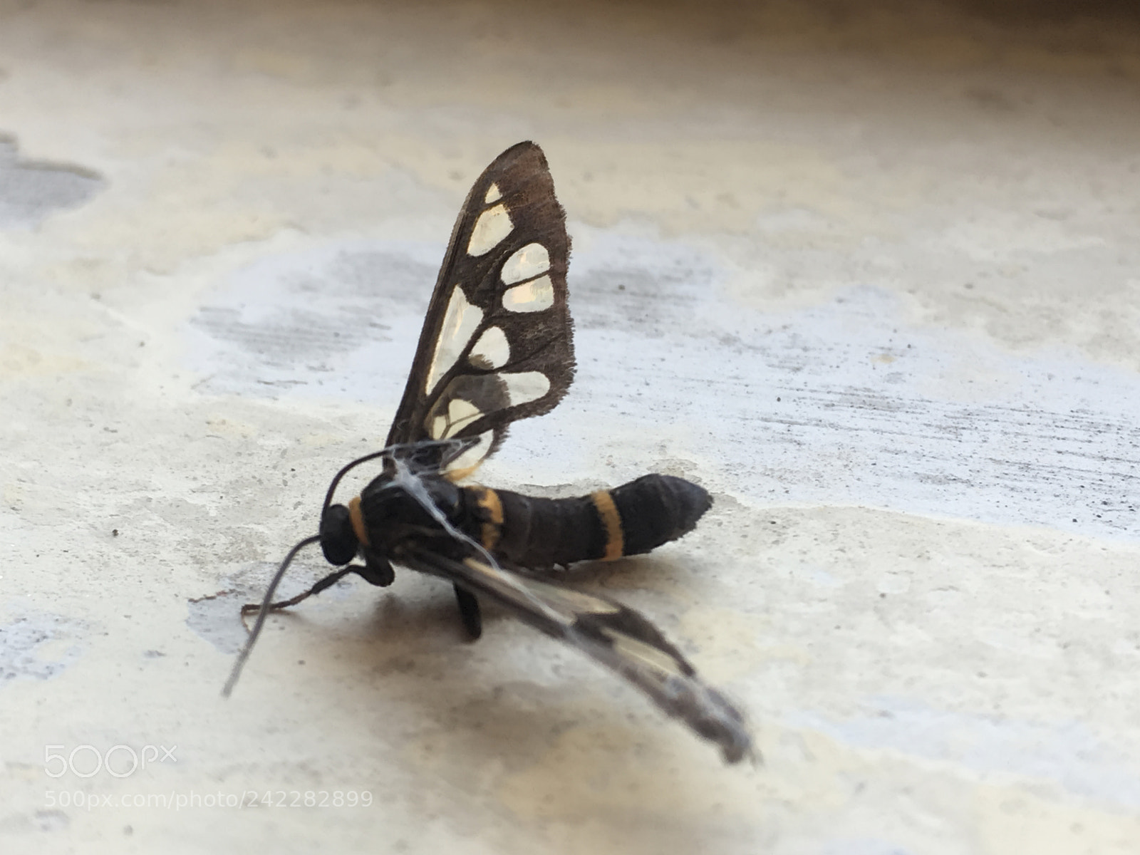 Apple iPhone SE sample photo. Butterfly photography