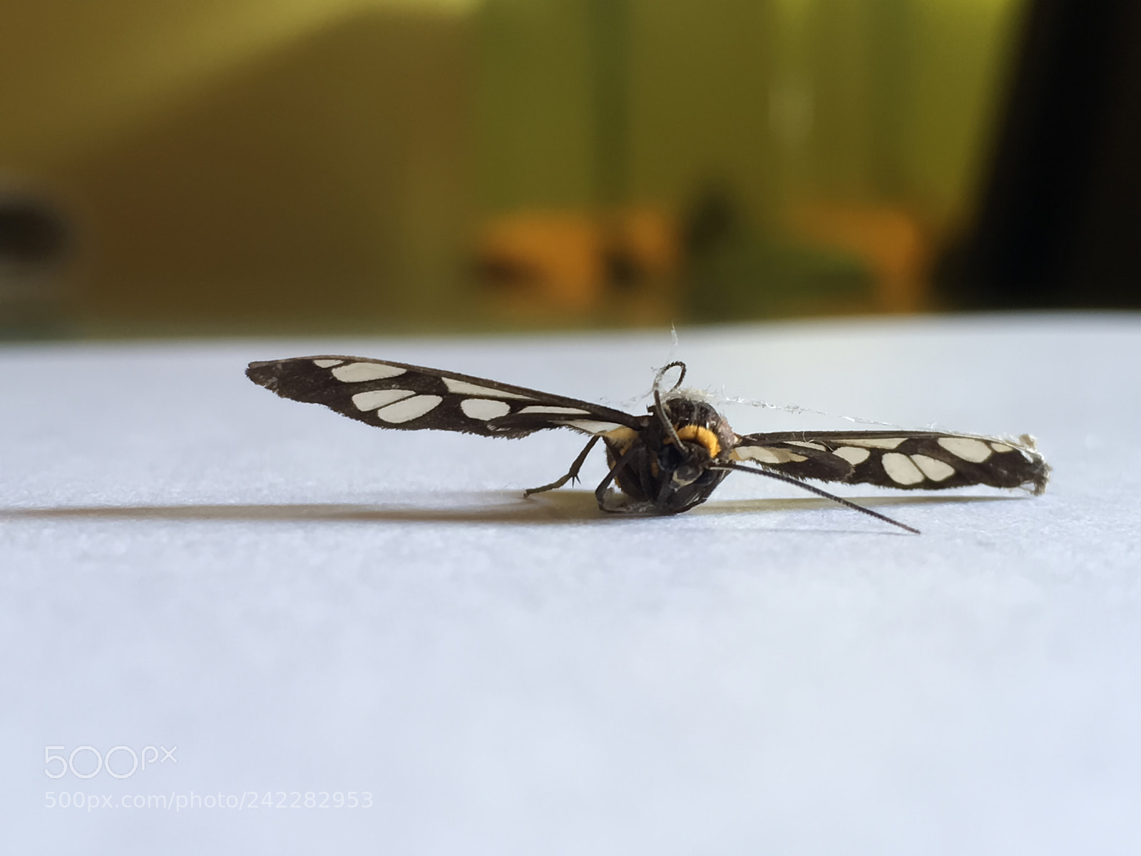 Apple iPhone SE sample photo. Butterfly photography