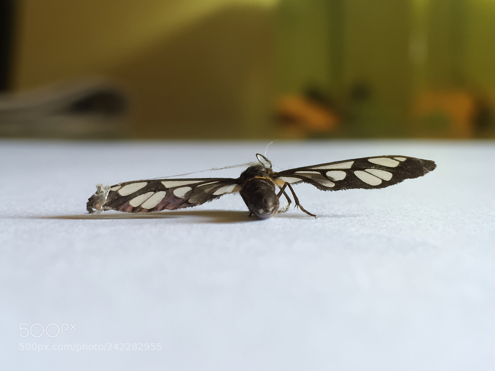 Apple iPhone SE sample photo. Butterfly photography