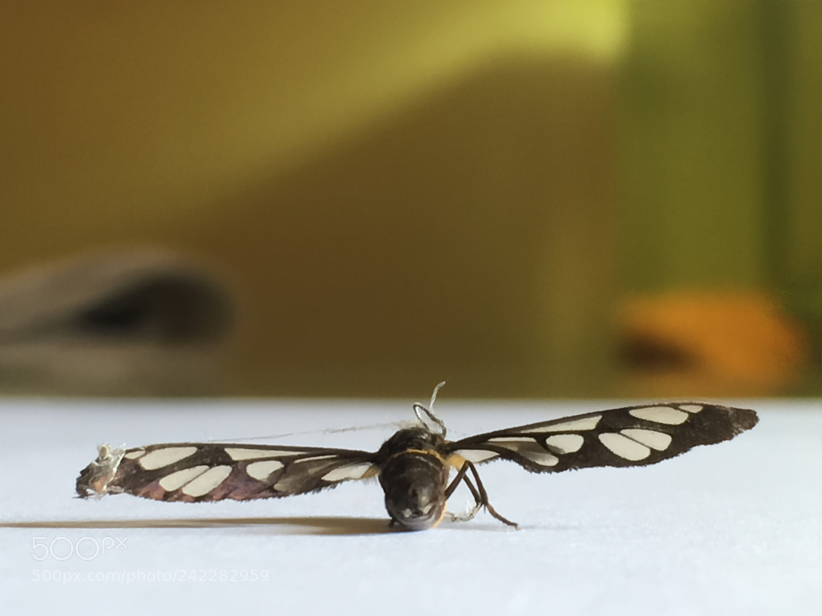 Apple iPhone SE sample photo. Butterfly photography