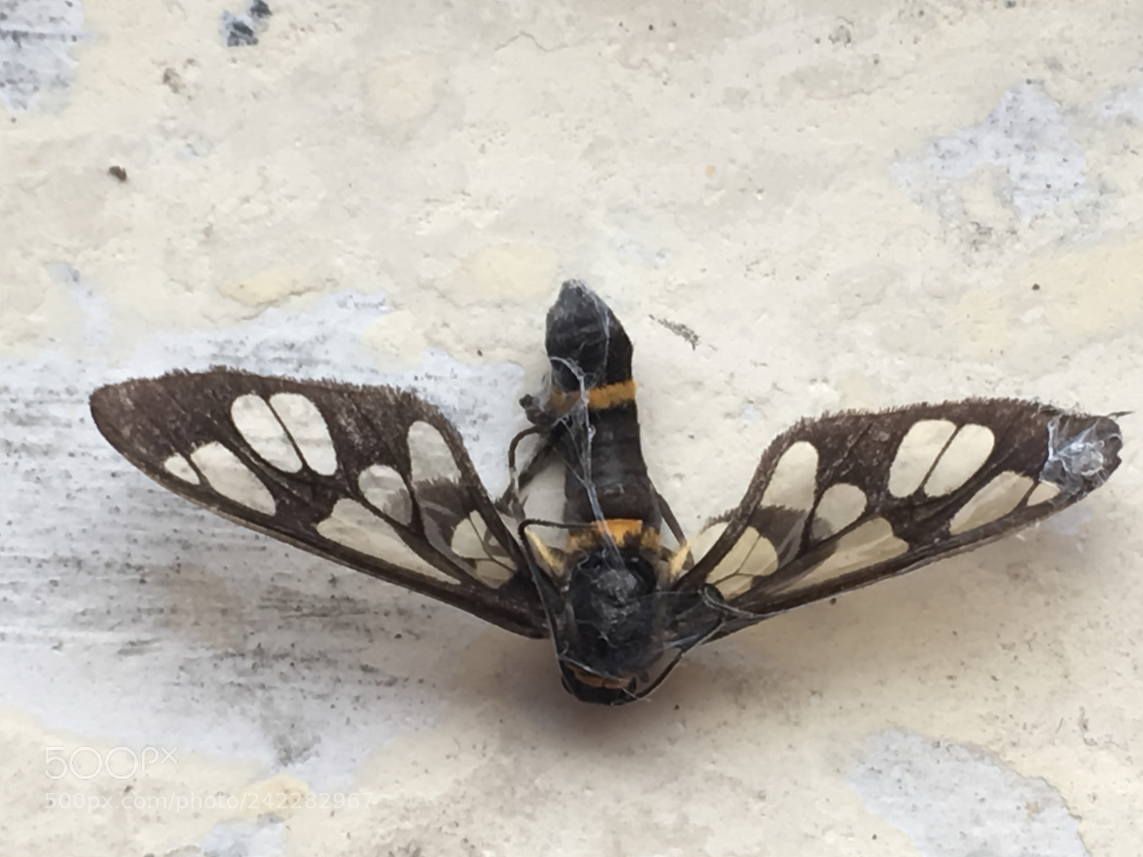 Apple iPhone SE sample photo. Butterfly photography