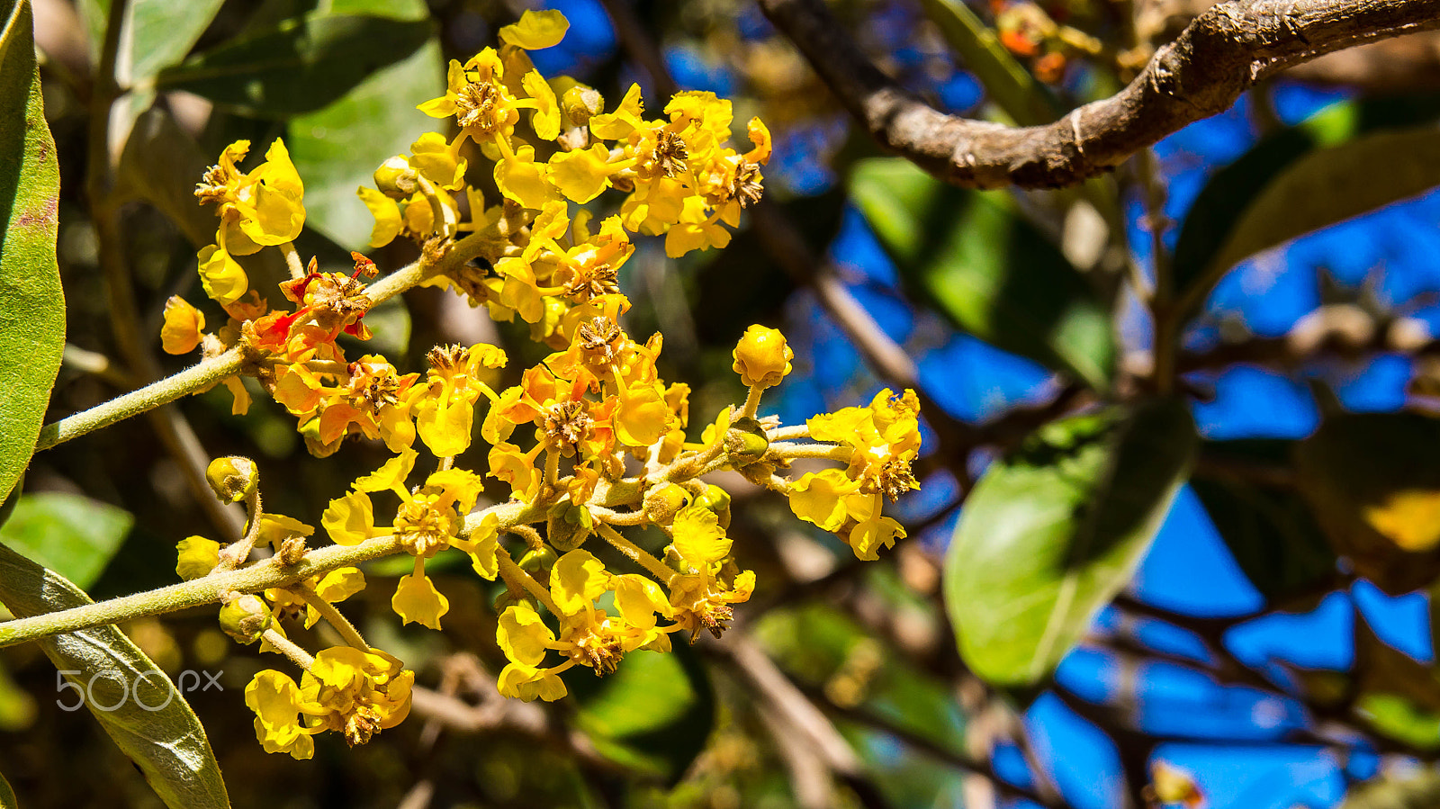 Sony Alpha NEX-C3 sample photo. Flores do cerrado photography