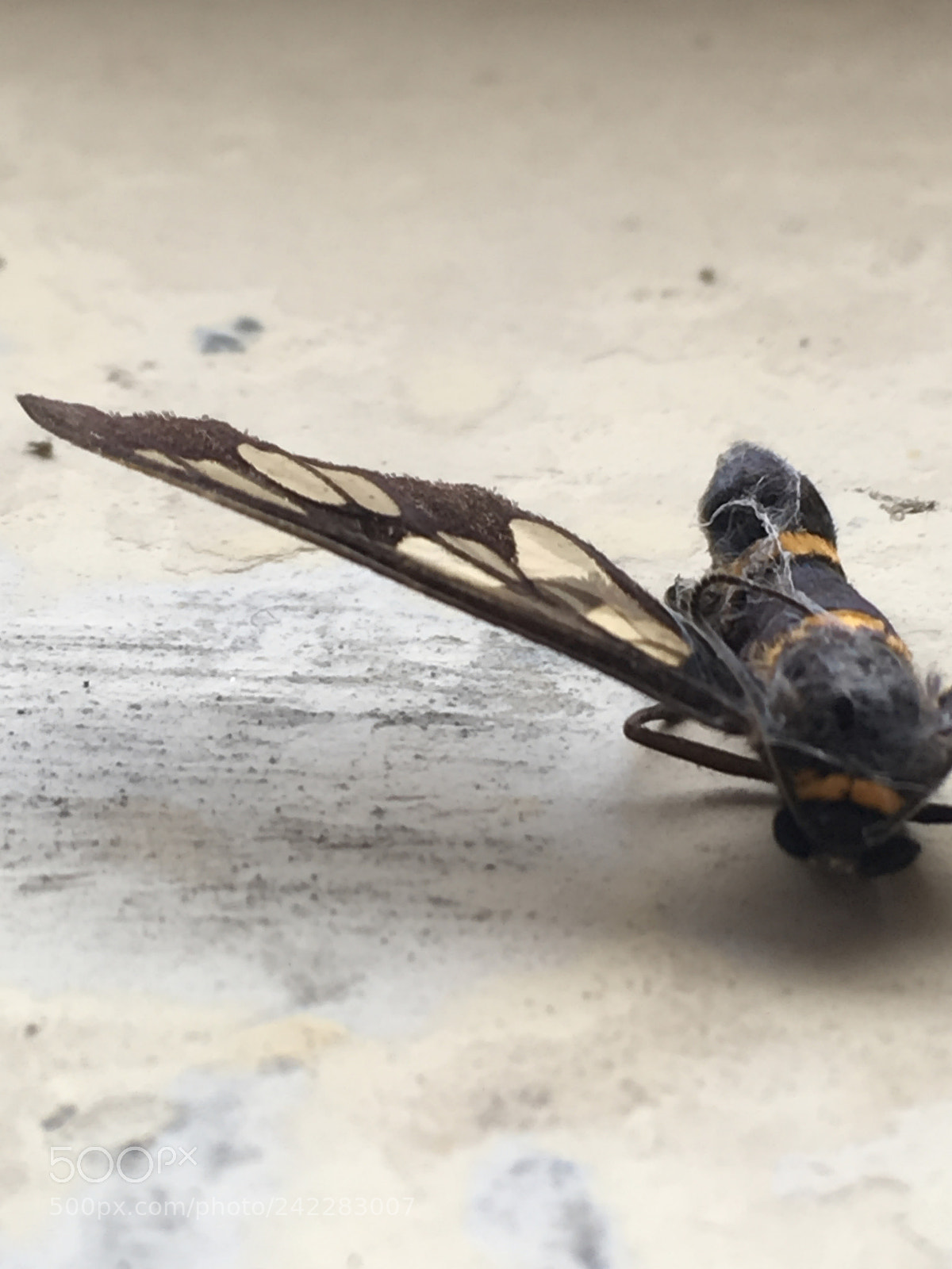 Apple iPhone SE sample photo. Butterfly photography