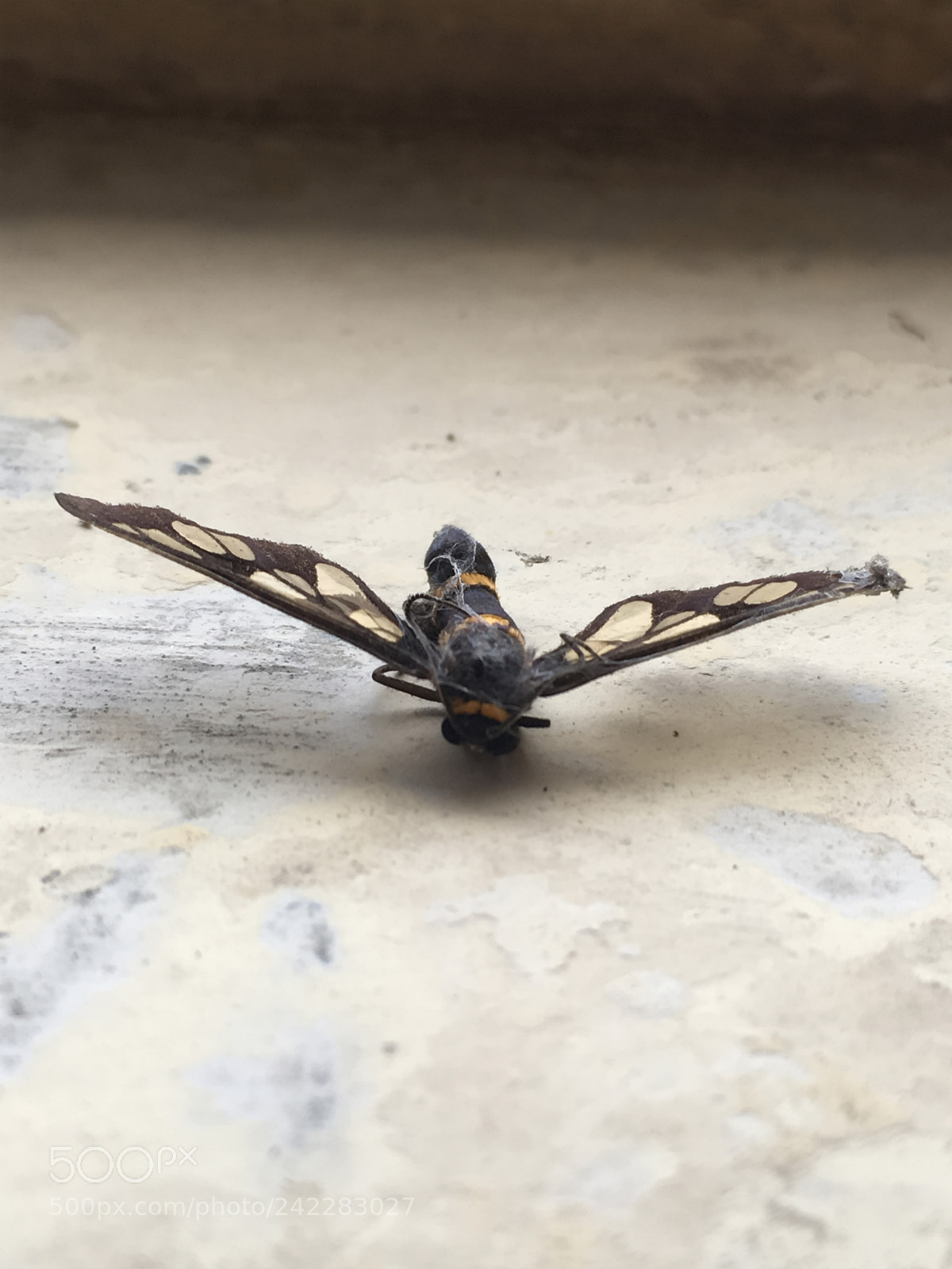 Apple iPhone SE sample photo. Butterfly photography