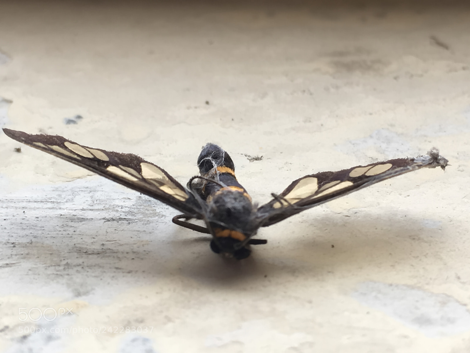 Apple iPhone SE sample photo. Butterfly photography