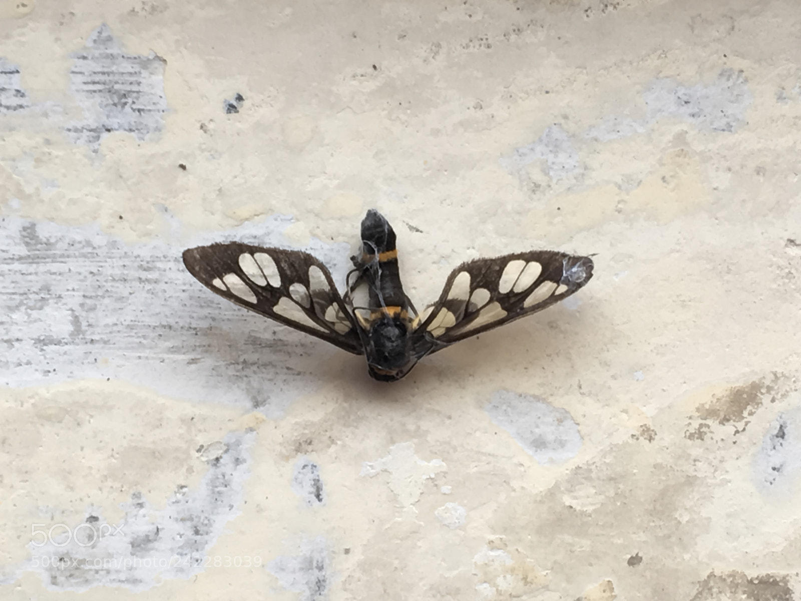 Apple iPhone SE sample photo. Butterfly photography