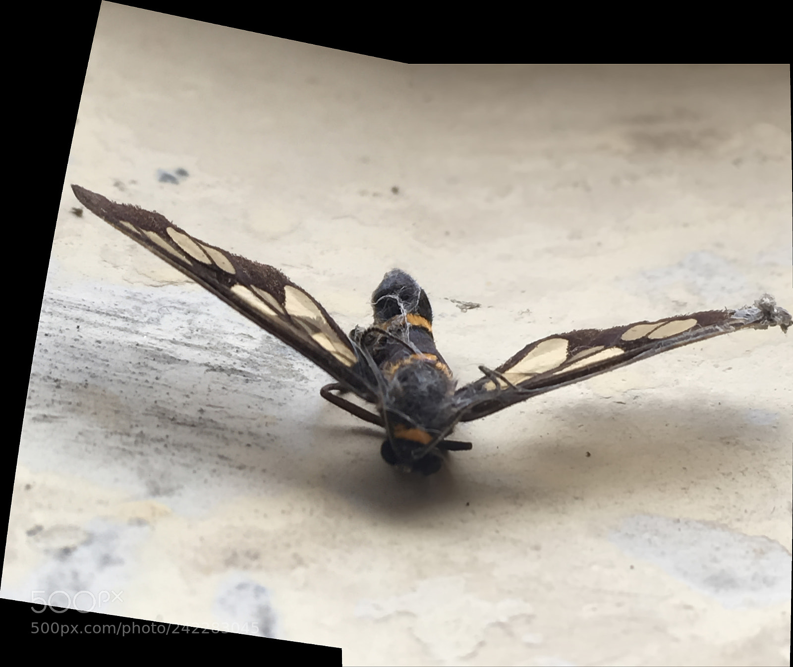 Apple iPhone SE sample photo. Butterfly photography