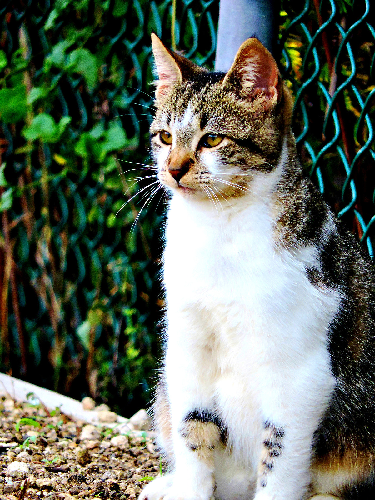 Nikon Coolpix P530 sample photo. Punka photography