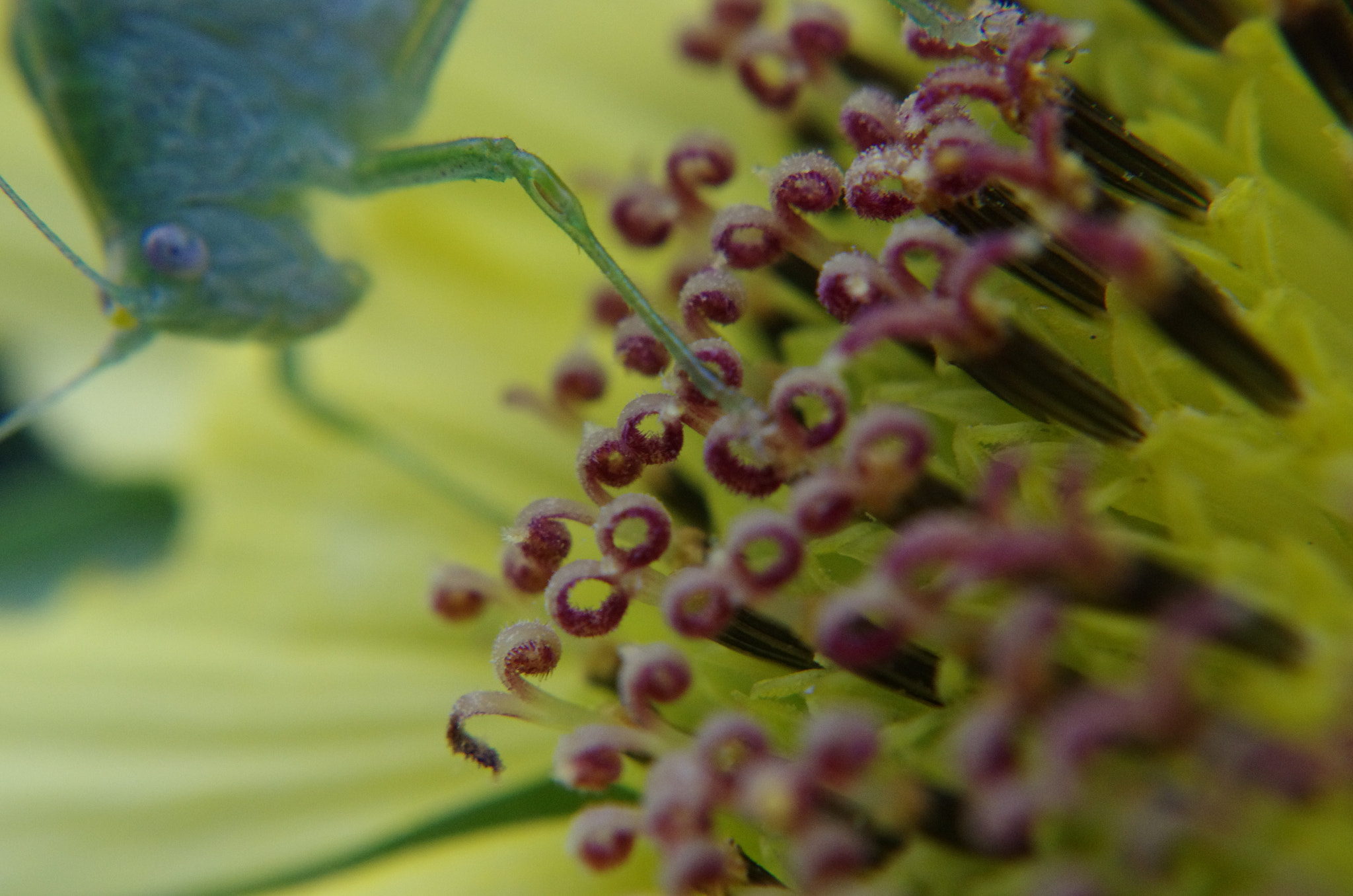 Pentax smc DA 18-55mm F3.5-5.6 AL WR sample photo. Sunflower attack photography