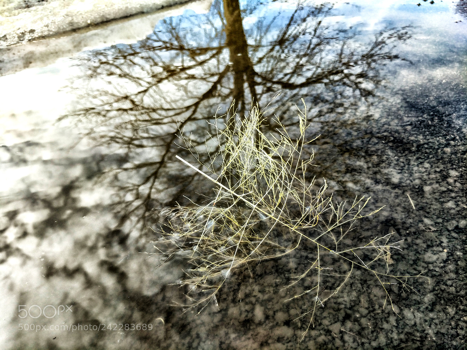 Google Pixel XL sample photo. Reflection tree weed photography