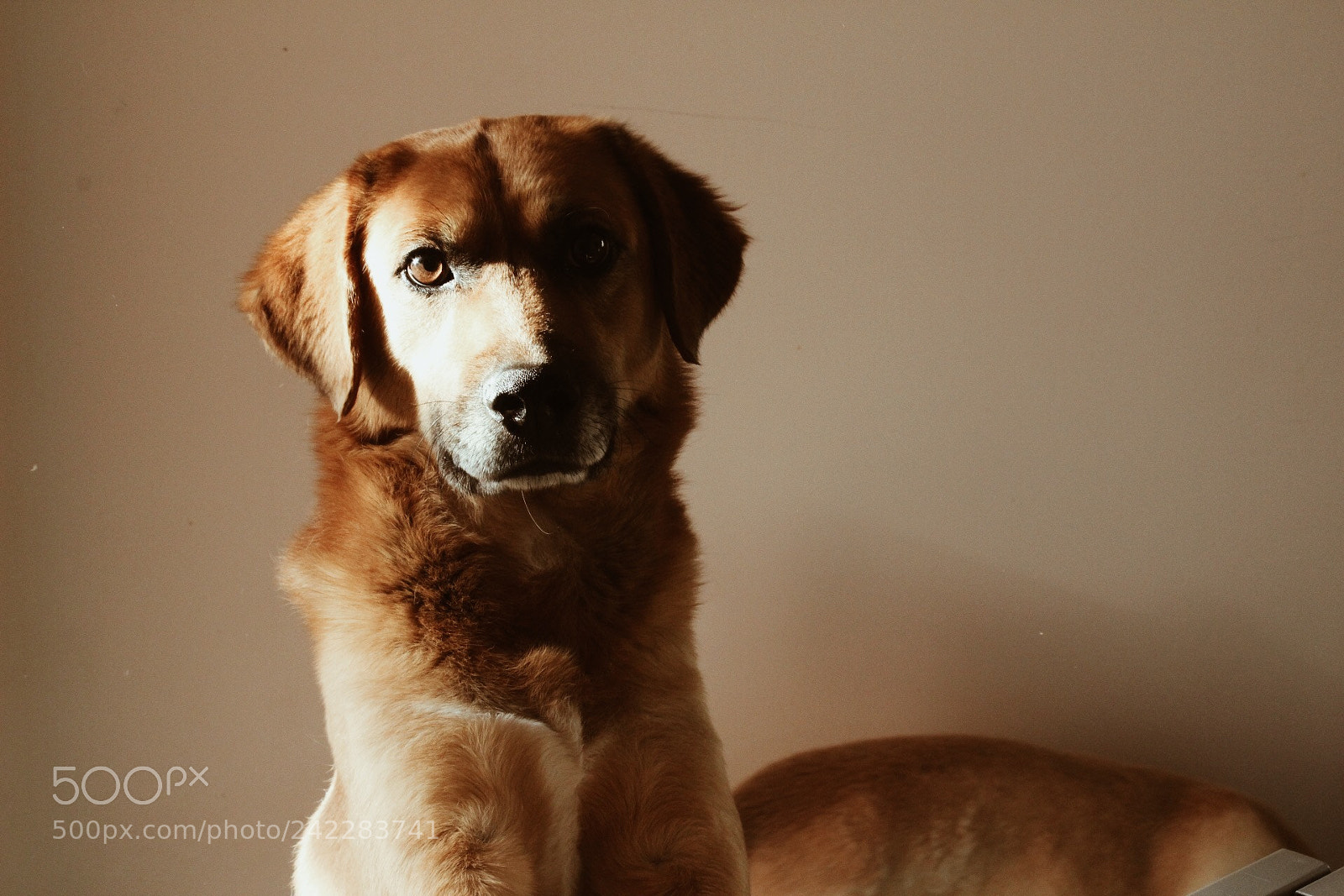 Canon EOS 1300D (EOS Rebel T6 / EOS Kiss X80) sample photo. Goofy? photography