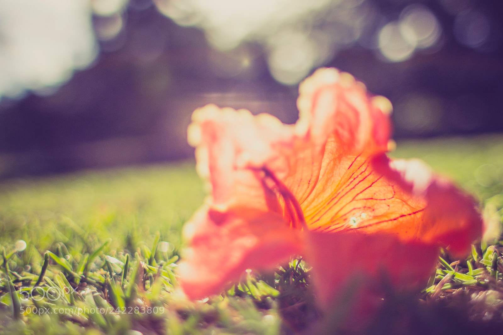Canon EOS 60D sample photo. Sunday bokeh photography
