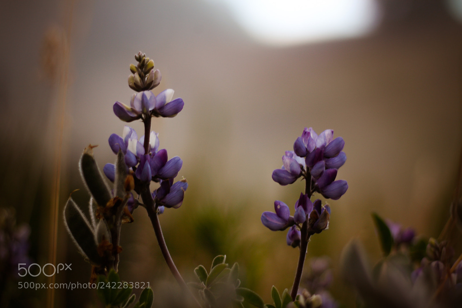 Canon EOS 500D (EOS Rebel T1i / EOS Kiss X3) sample photo. Moody purple photography