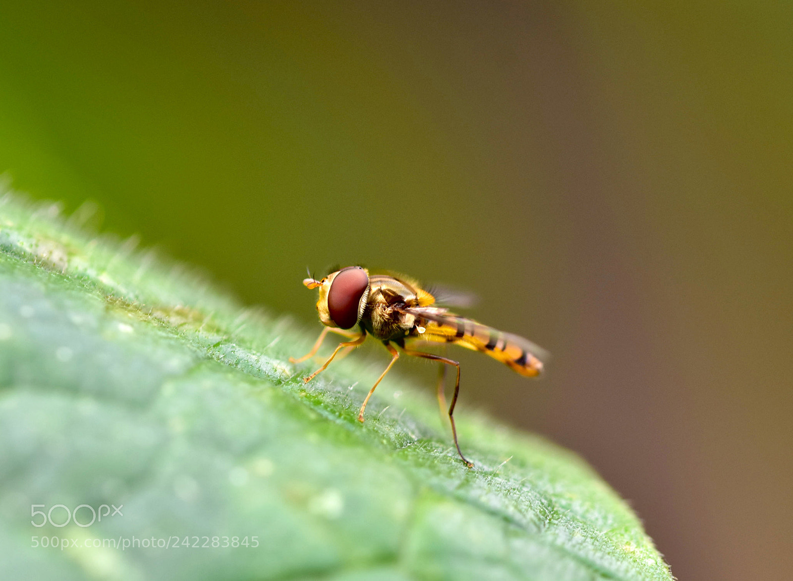 Nikon D7200 sample photo. Fly photography