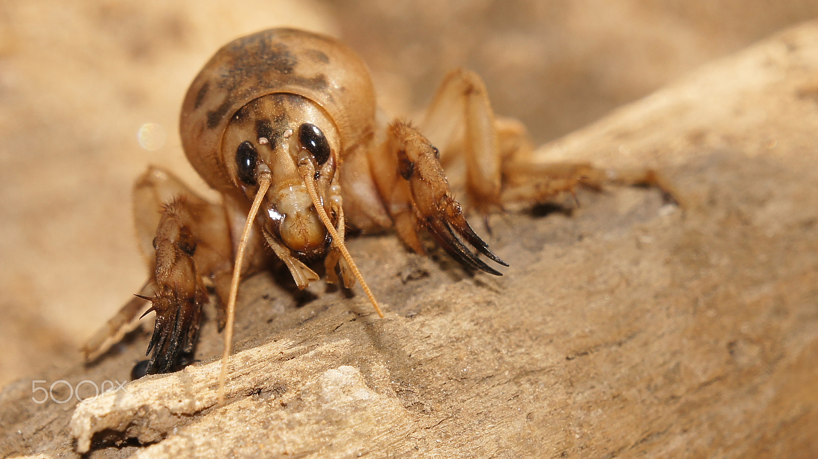 Sony E 18-55mm F3.5-5.6 OSS sample photo. Gryllotalpidae sp. photography