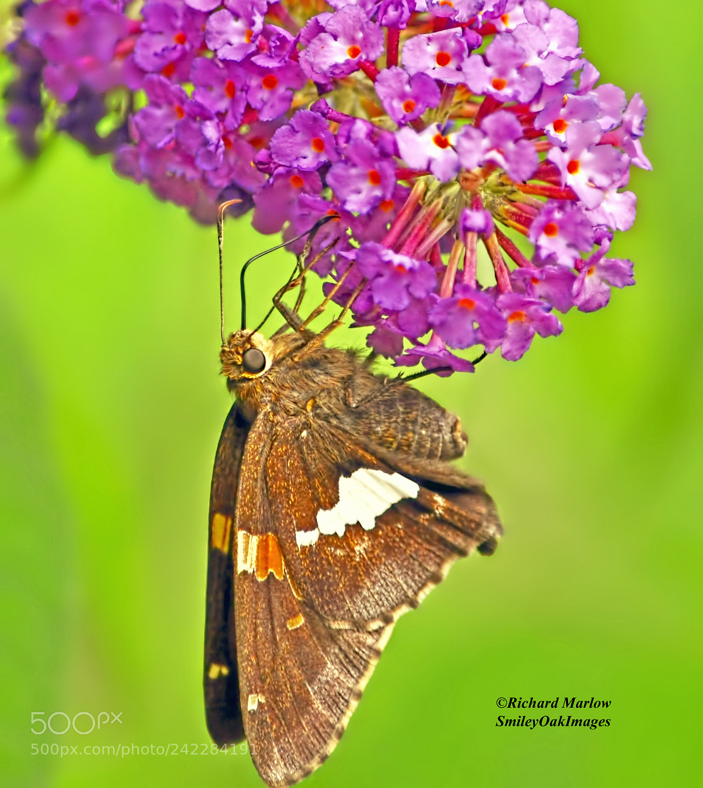 Nikon D5000 sample photo. Butterfly on butterfly bush photography