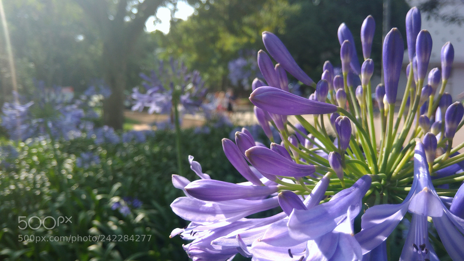 ASUS ZenFone 3 Max (ZC553KL) sample photo. Untitled photography