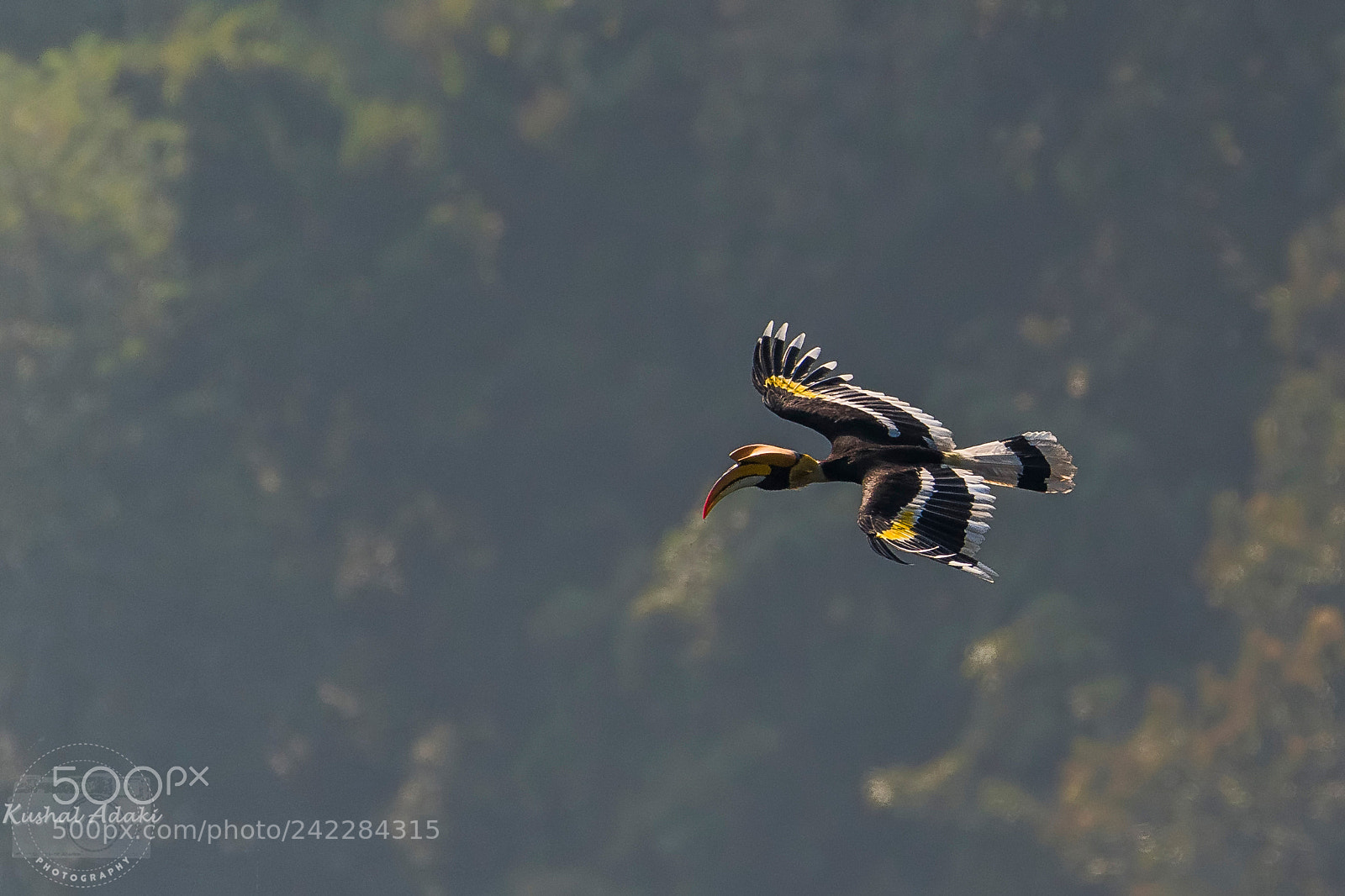 Nikon D500 sample photo. Great hornbill photography