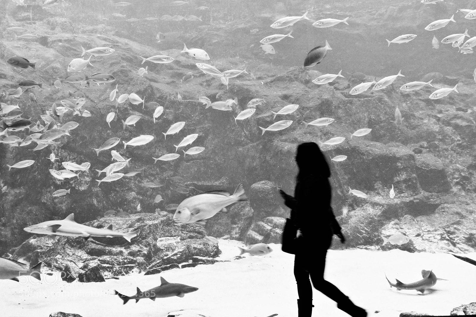 Fujifilm FinePix X100 sample photo. Kujukushima pearl sea resort (九十九島パールシーリゾート) photography