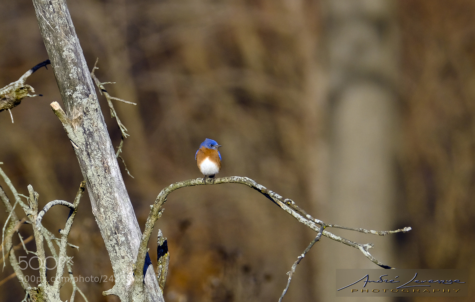 Fujifilm X-T10 sample photo. Eastern bluebird photography