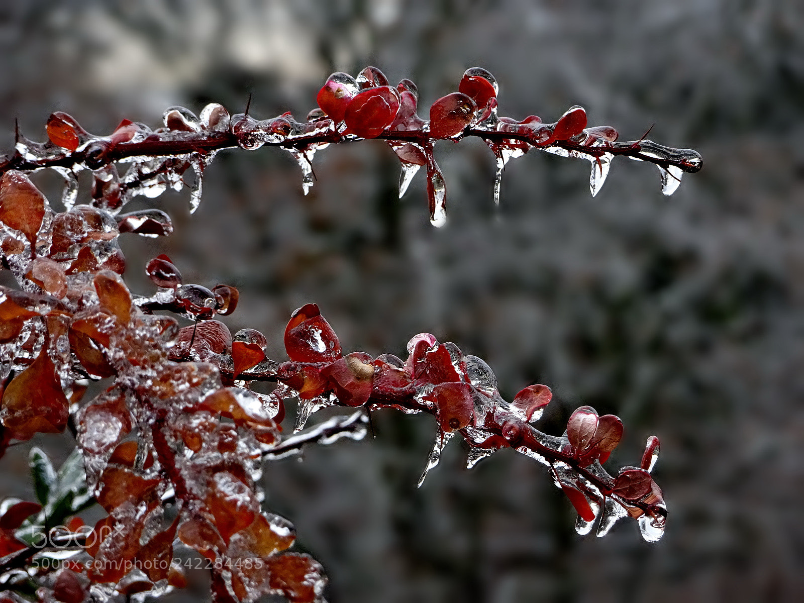 Sony Cyber-shot DSC-HX80 sample photo. Frozen beauty photography