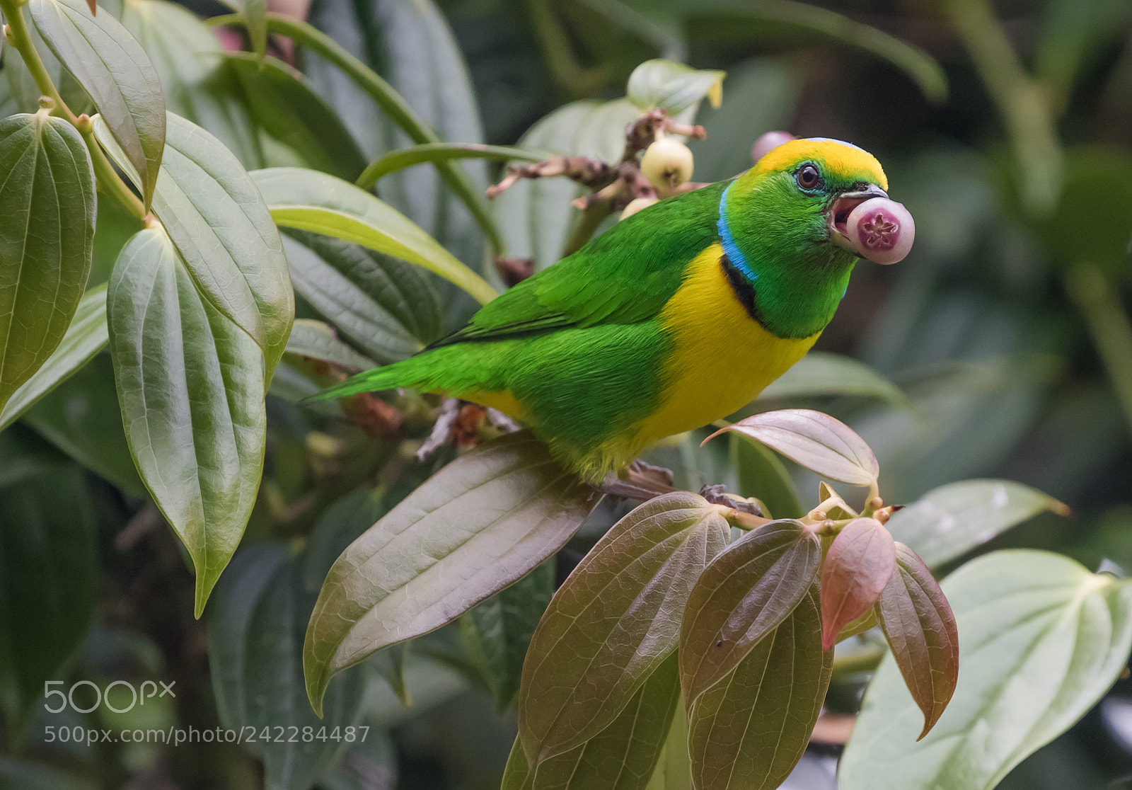Canon EOS 7D Mark II sample photo. Golden-browed chlorophonia, costa rica photography