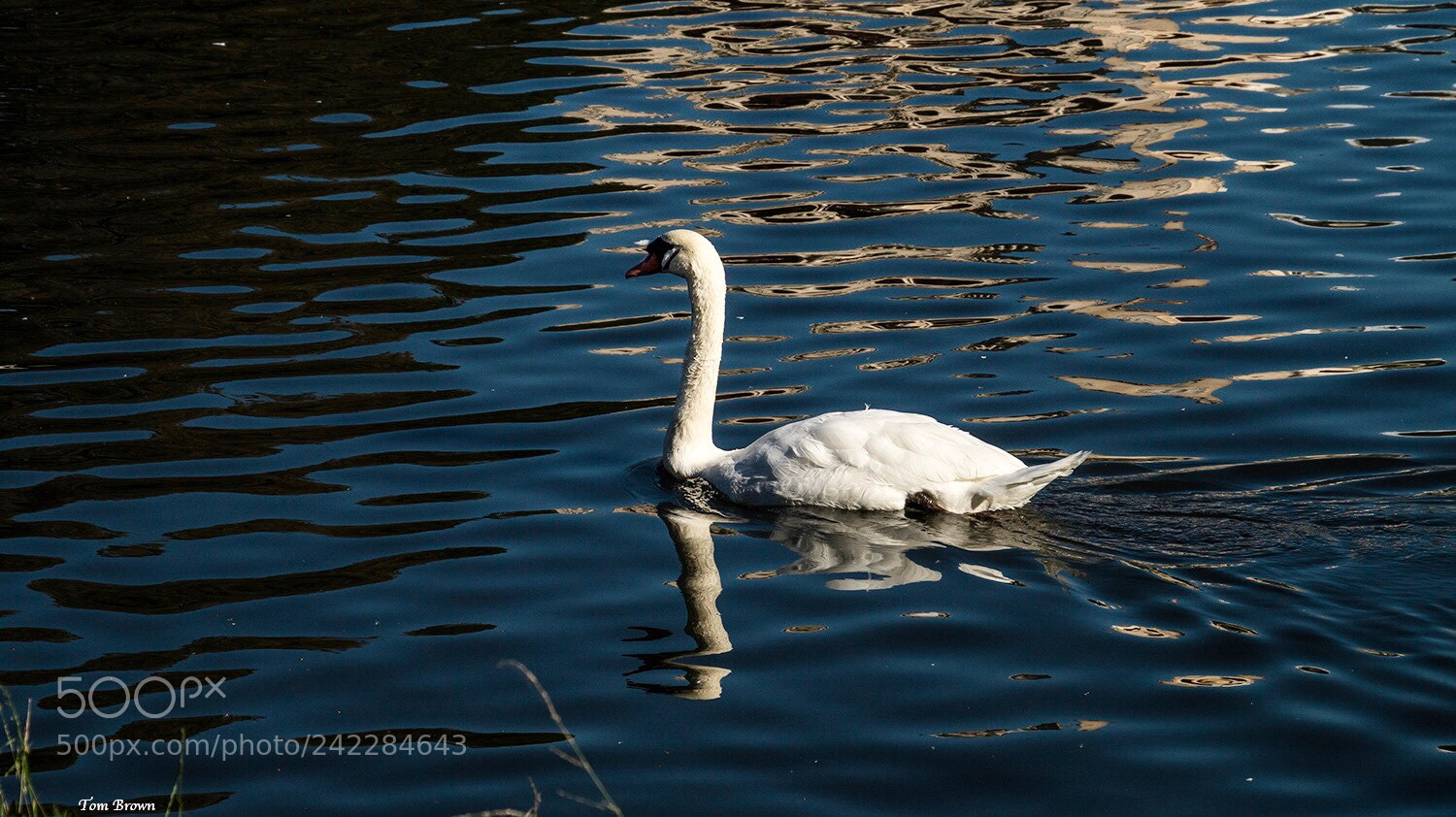 Sony Alpha a5000 (ILCE 5000) sample photo. ‘swan on the pond’ photography