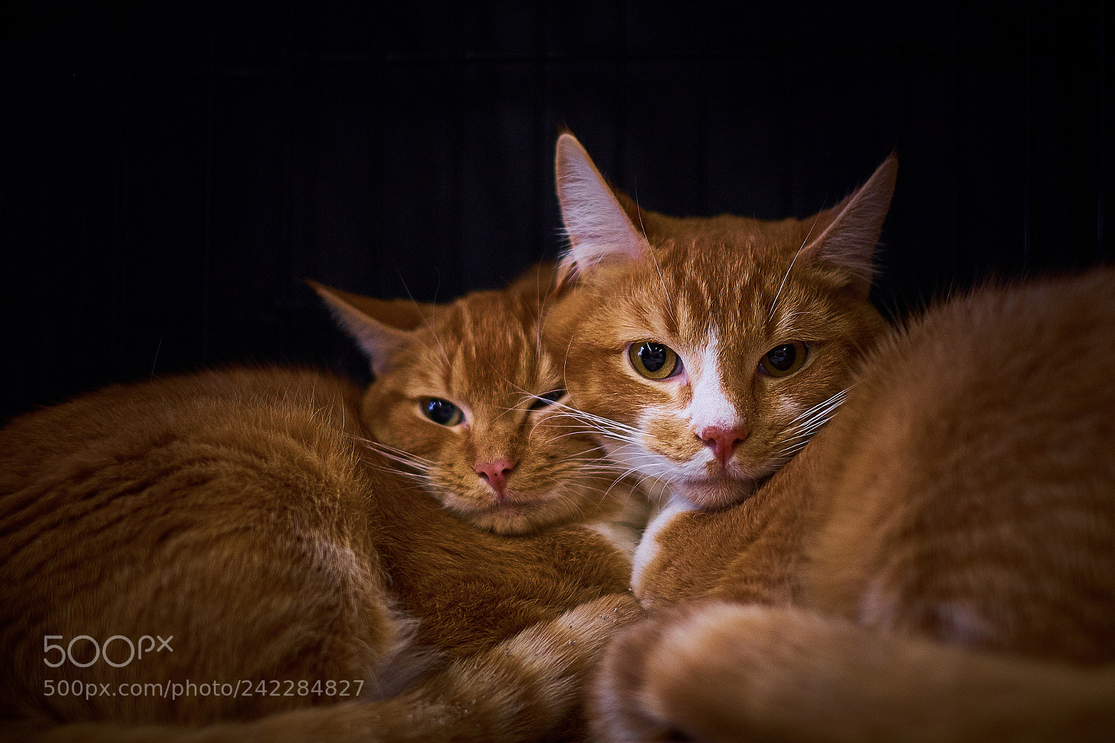 Fujifilm X-T20 sample photo. Orange friends photography