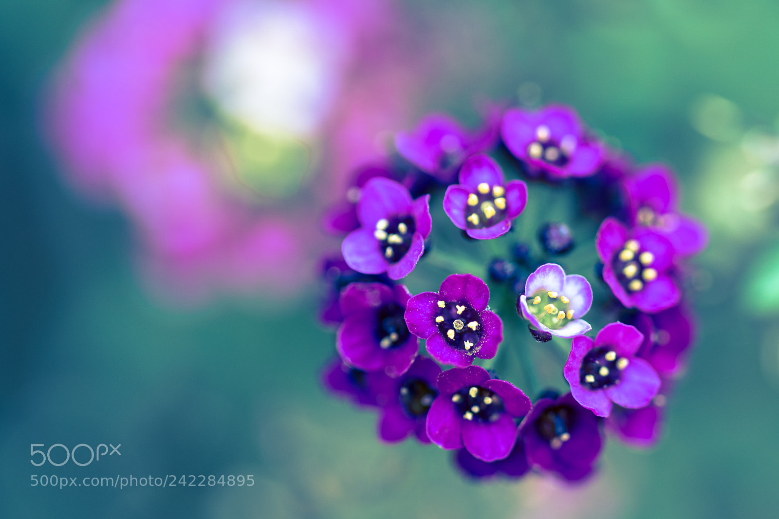 Sony a7 II sample photo. Sweet alyssum photography