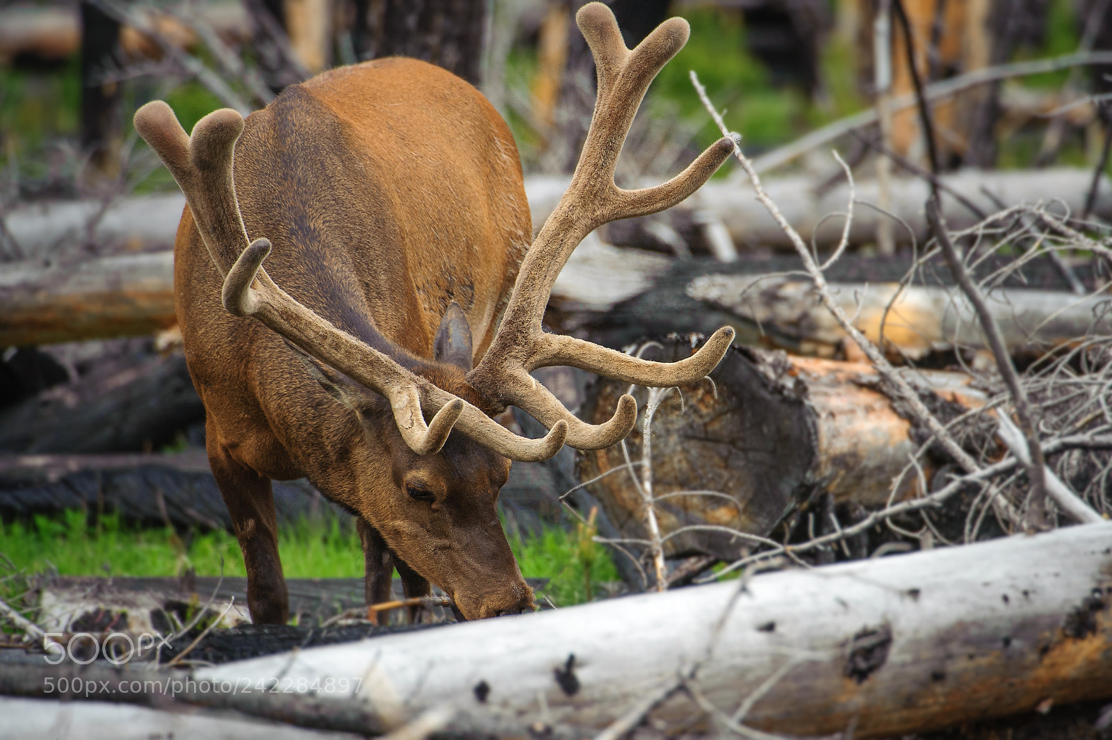 Nikon D3 sample photo. Bull elk photography